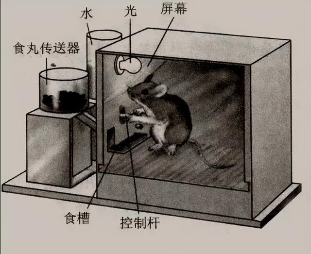 行为心理学经典实验-斯金纳箱