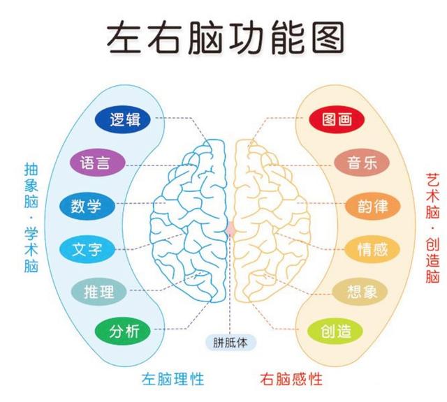 “左撇子更聪明”有科学依据吗？孩子是左撇子，是否需要纠正