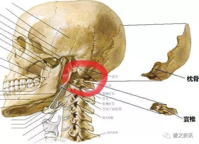 反骨到底是个什么骨？