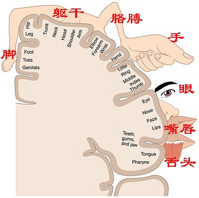 被截掉的肢体总能感觉到！是灵魂存在的证据？科学家：是脑区重组