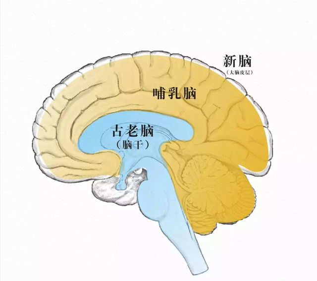 戒烟戒酒戒色哪个最难戒？为何不建议靠意志力来戒？看完涨知识了