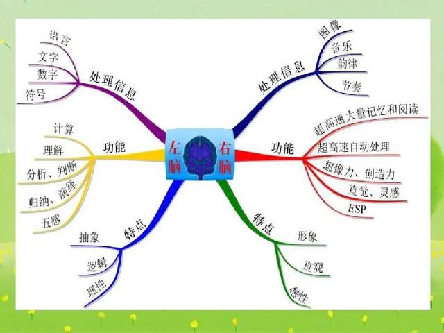 如何开发左脑和右脑？