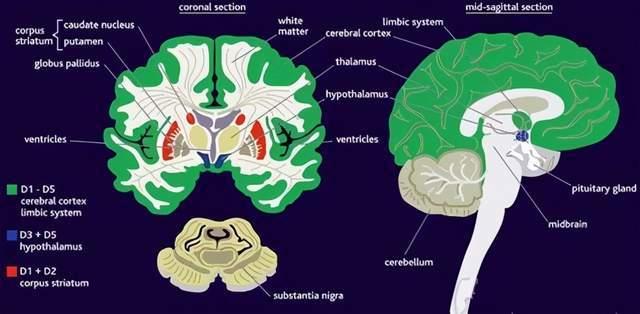 柯立芝效应：性不应期是生理常态，你的愉悦并非源自快感