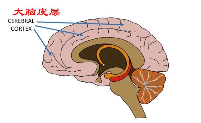 被截掉的肢体总能感觉到！是灵魂存在的证据？科学家：是脑区重组