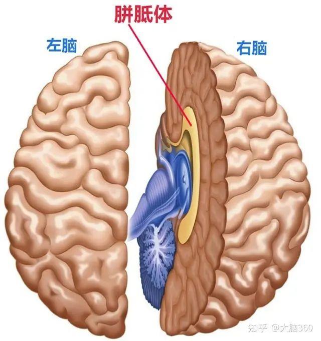 有趣的探索：怎样知道你是左脑型人还是右脑型人？